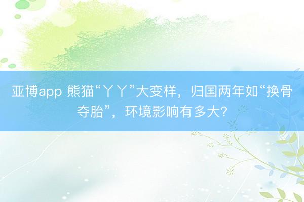亚博app 熊猫“丫丫”大变样,归国两年如“换骨夺胎”,环境影响有多大?